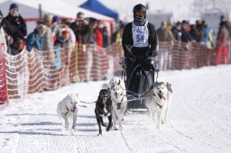 Lenk 2013